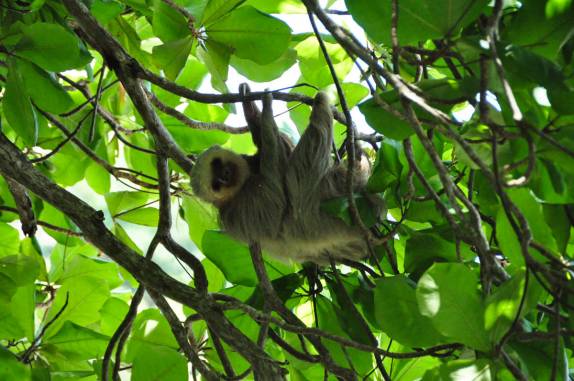 Típica pose de bicho-preguiça no Parque Nacional de Manuel Antonio, no litoral do Oceano Pacífico, na Costa Rica